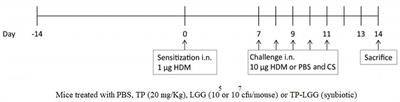 Crude Turmeric Extract Improves the Suppressive Effects of Lactobacillus rhamnosus GG on Allergic Inflammation in a Murine Model of House Dust Mite-Induced Asthma